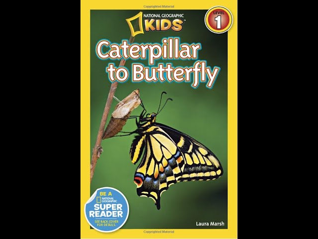 Caterpillar to Butterfly