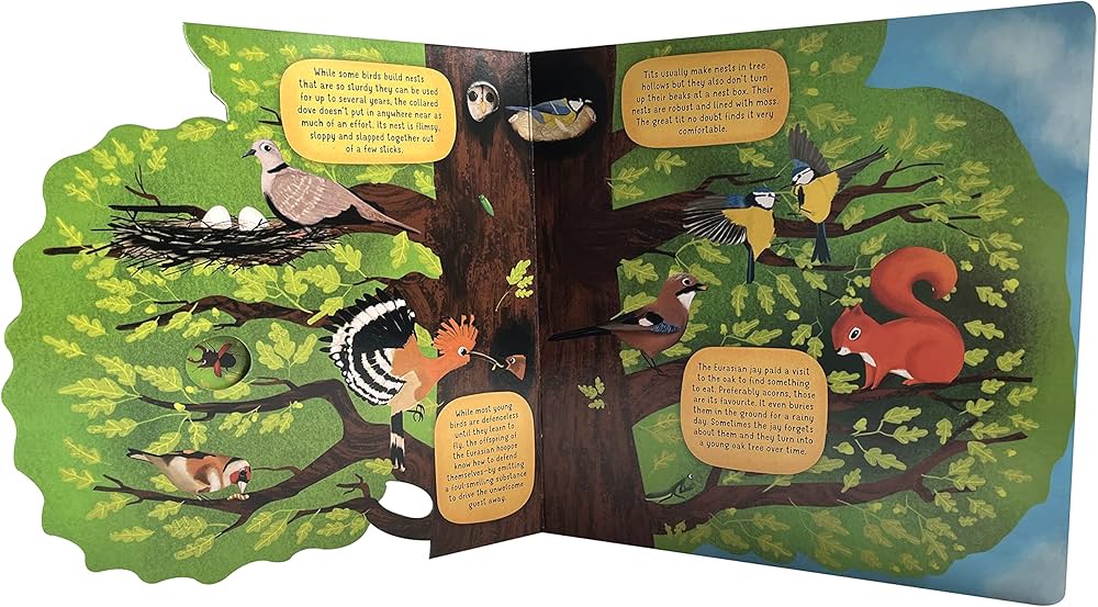 Discovering the World of Bird Nests
