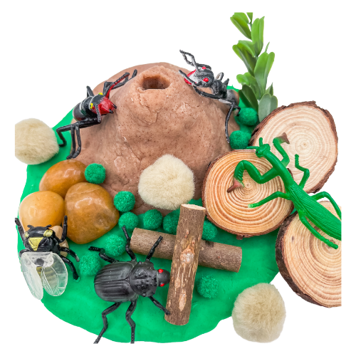 Insect Sensory